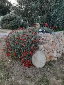 Orasi Sartène Gîte Casa Fiurita
