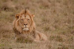 Woodbury Lodge β Amakhala Game Reserve