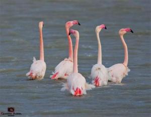 MONOLOCALE YELLOW img15