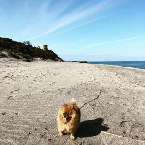 Villas Villa Stagnale : photos des chambres