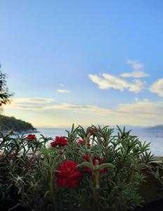 Beachfront apartment with big terrace and garden