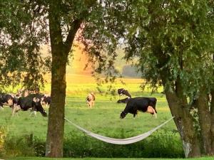 Sejours chez l'habitant Chambres d'hotes de charme : photos des chambres