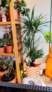 Apartments Maljevic Maca