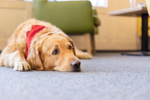 JUFA Hotel Laterns - Klangholzhus