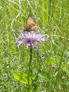 Domek nad Bugiem z Sauną