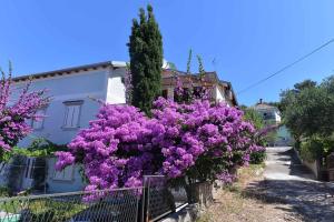 Apartment in Mali Losinj 33349