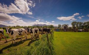 Rookery Mews Apartments - Killarney Self Catering