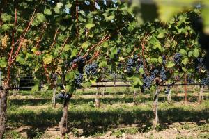 Agriturismo Armea
