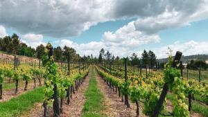 Quinta do Medronheiro Hotel Rural