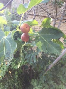 Appartements Fig Tree Barn : photos des chambres