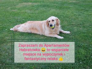 Habratowka Apartamenty całoroczne Bieszczady