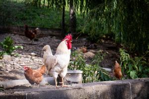 Apartment Organic Farm Hvadnik