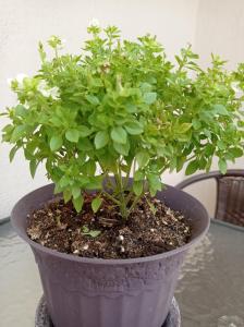 Ethra luxury studios