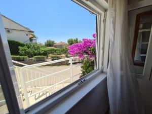 Maslenica-Bougainvillea