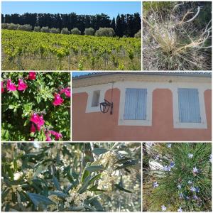 Maisons d'hotes La Cabane du Pesquier en Provence : photos des chambres