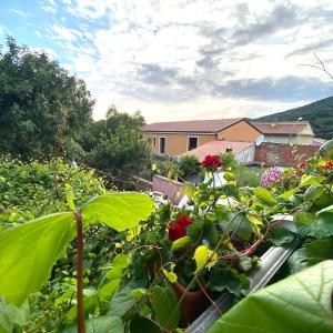 B&B Su Tostainu img4