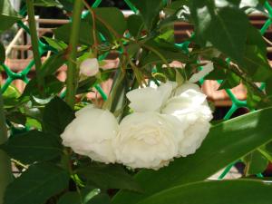 Rooms and Apartment Nike