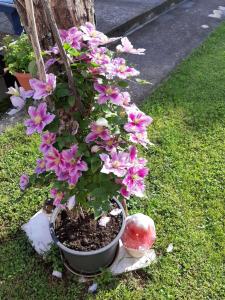 Apartment Vesna Opatija free parking