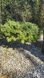 Cosy Garden familie chalet tot 4 personen op de Veluwe Bungalowpark De Kern