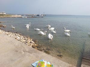 New Kosljun Apartment short walk to Beach 