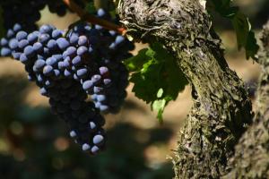 Appart'hotels La Residence Les Grands Vignobles : photos des chambres