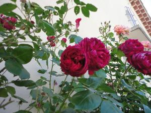 Appartements FLORALIE : photos des chambres