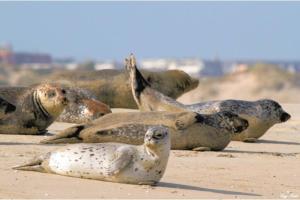 KITESURF - 100M PLAGE - DECO DESIGN