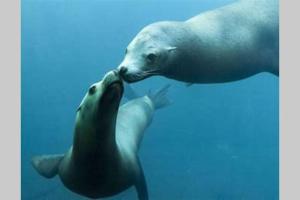 Le Portel plage Les 4 saisons