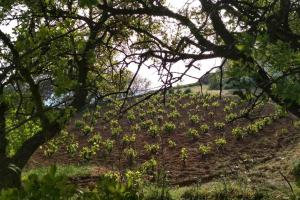 Cottage amidst vines and Oak Trees
