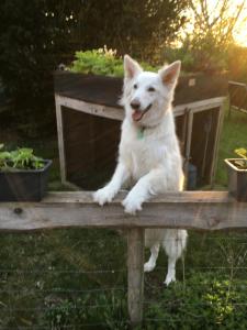 Bed & Breakfast Ter Borg