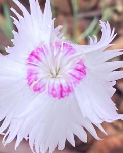 Bhotanica - ospitalità e natura