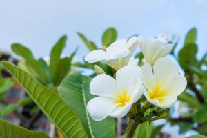 Kaanapali Shores 161 condo