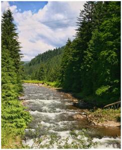 Карпатські Зорі