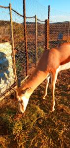 Eltos Karoo Stay Guest Farm