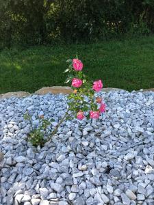 Maisons de vacances Havre de paix dans le Jura Alsacien avec piscine privee externe de mai a septembre : photos des chambres