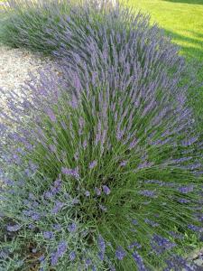 Ubytování Levandule