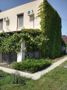 Плющ и Лаванда - Грибовка