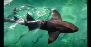 Punta Cana Bavaro Adventure Apartments Sleep & Go Excursions Deals