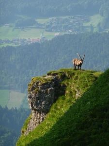 Dorfgasthof Adler
