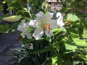 КЪЩА ДЖУЛИЯ - 3hvězdičkové hotely ve městě Sapareva Banja