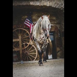 Sejours a la campagne Ranch du Haut-Languedoc : photos des chambres