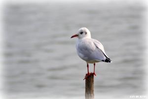 Zomerhuis "aan de kust"