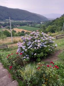 Simina kuća