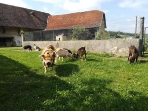 B&B / Chambres d'hotes Ferme les poneys de la Durme : photos des chambres