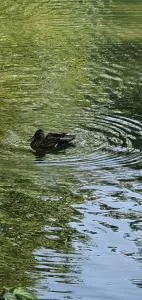 FEWO BEI LEHMANNS - Kump