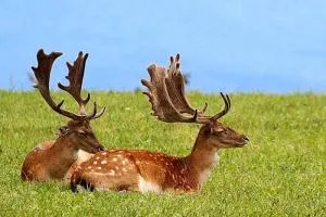 IMANJE JELEN - Osječenica