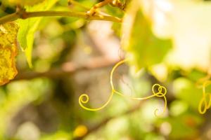 Appartements Le Grenier du Photographe : photos des chambres