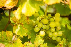 Appartements Le Grenier du Photographe : photos des chambres