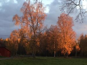 Brogård - gårdlejlighed