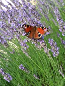 Ubytování Levandule